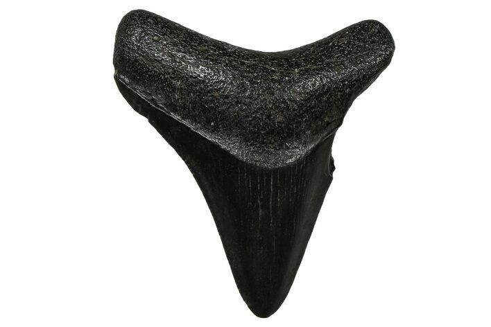Serrated, Juvenile Megalodon Tooth - South Carolina #375944